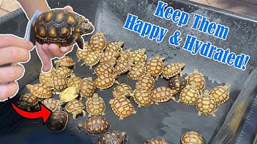 How to Bathe / Soak Your Tortoise and Keep Them Well Hydrated!