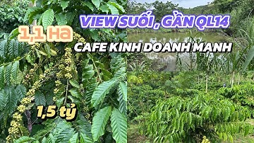 View Suối . ￼ Rẫy cà phê 1,1h kinh doanh gần quốc lộ 14 giá rẻ