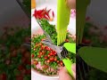 $0.88 → $23.99! These kitchen scissors are your ultimate source of profit! ! #shopify #dropshipping
