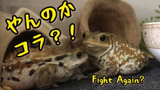 Fight Again! !? //喧嘩するほど仲がいい蛙#amphibians #ミヤコヒキガエル #toad #おもしろ動画 #frog #人生 #ペット #개구리