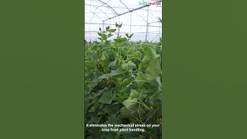 Cucumber Cultivation with Espalier Netting #shorts