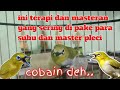 pancingan para suhu - terapi pleci - masteran pleci