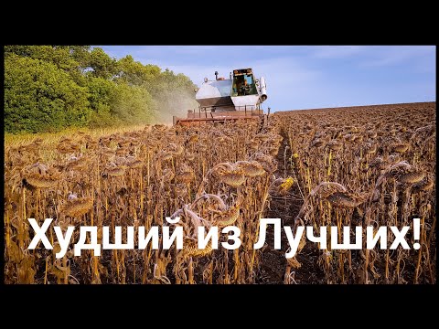 Вопрос: Каков критерий спелости подсолнуха?