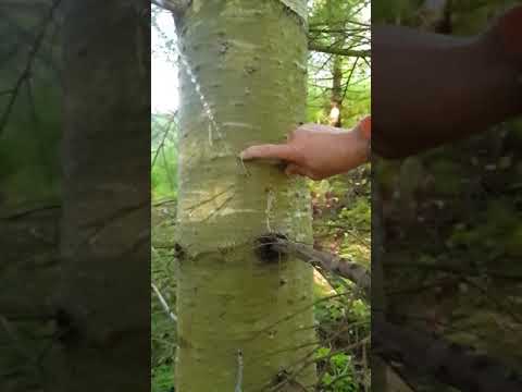 Video: När Och Hur Man Skördar Lönnsaft För Att Inte Skada Träd