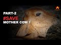 Lumpyvirus aryyavart mission save mother cow series part2 aryyavartprideofindia1419