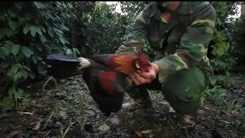 bẫy gà rừng sáng 8/2/2023 mồi mái lập công bổi tơ