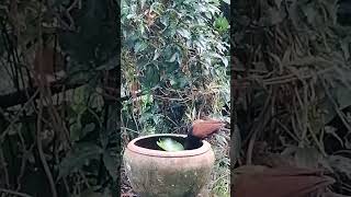 Beautiful nature shortvideo nature birdwatchingviral  @subaimaorchids8727