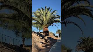 Красивые кустарники-Gran Canaria(10.01.24).