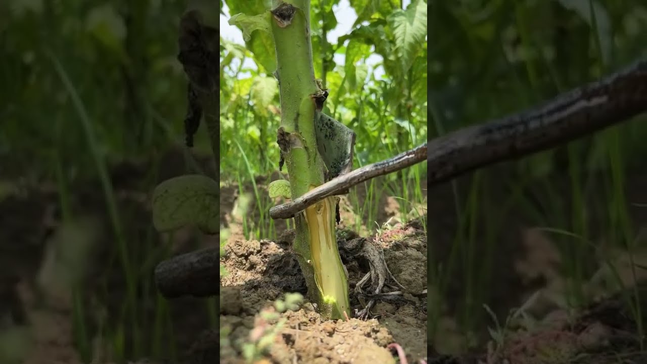  Shorts Agriculture Farmer Youtbeshorts Noamanreaction