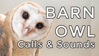 Barn Owl Sounds : Learn Their Screams, Calls, & More