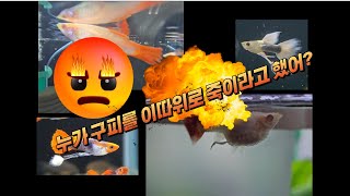 구피가 아파요?  이거 보고 치료하세요!!!