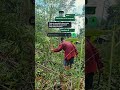 Simbah sudah sepuh tapi masih sehat, kuat, semangat