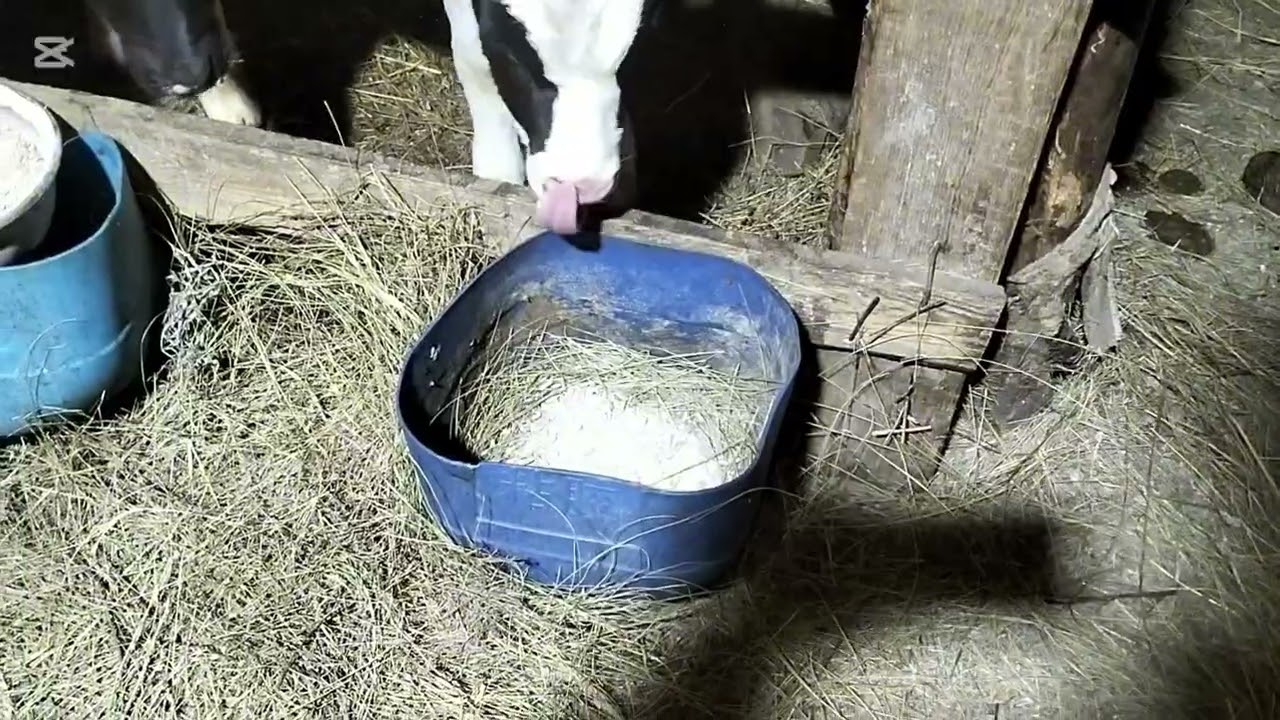 Бұзаулар және сиырлар