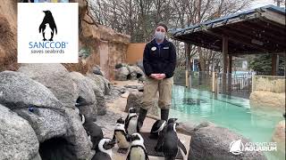 2021 Penguin Awareness Weekend
