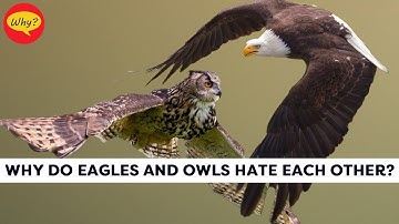 Why do eagles and owls hate each other | Fascinating facts #17 | Why Things Happen