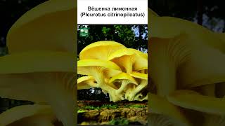 ГРИБЫ ВЁШЕНКИ ВСЕ ВИДЫ (2 часть) #short #shorts #shortsvideo