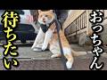 大好きなおっちゃんを待ち続ける猫を強制帰宅しようとしたら‥