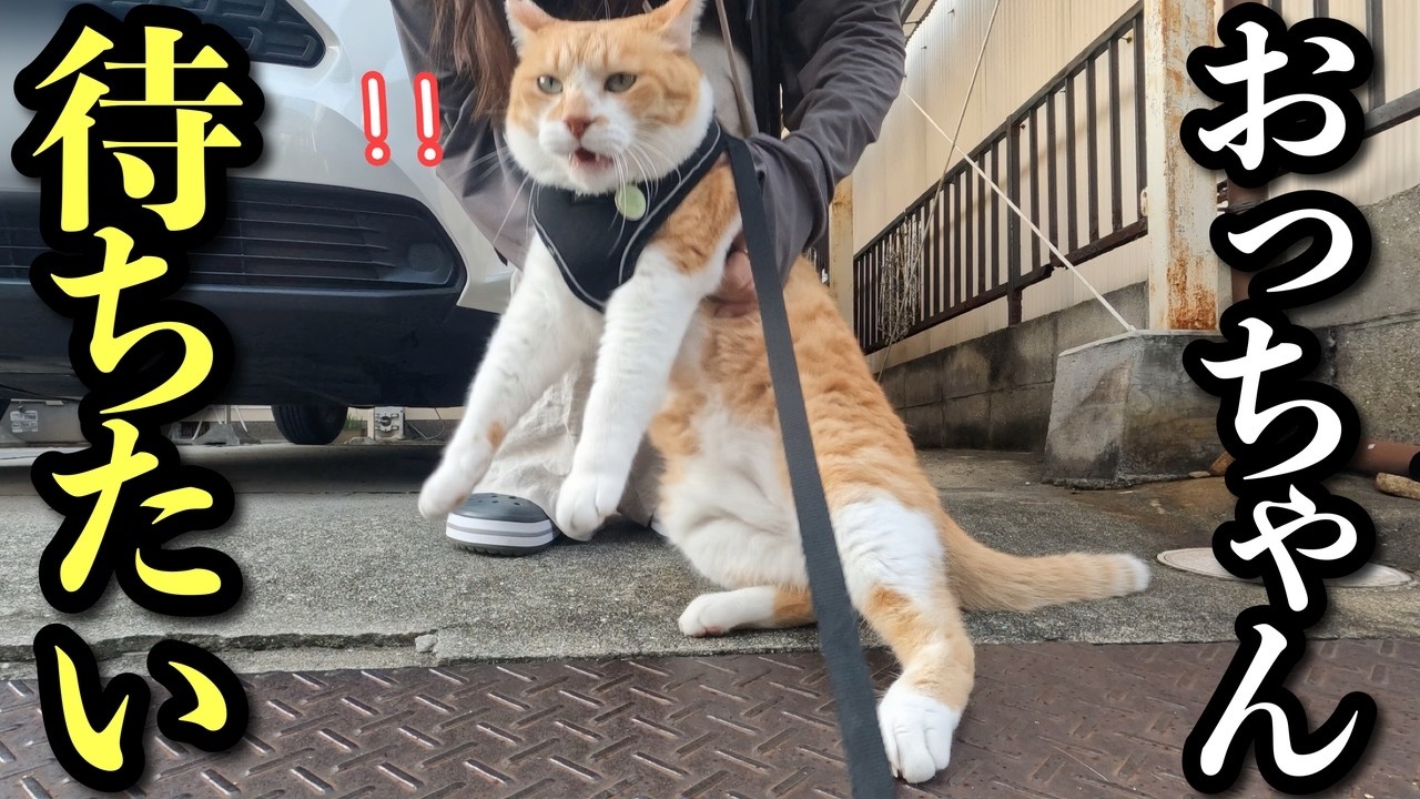大好きなおっちゃんを待ち続ける猫を強制帰宅しようとしたら‥