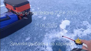 🌏 зимняя рыбалка на хариуса 🎣 , закрытие сезона  по твёрдой воде 2024-2025 🎣