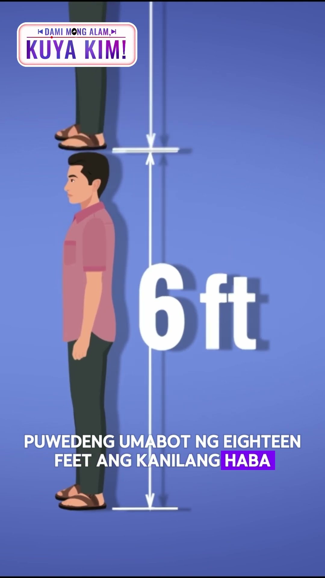 King cobra, kayang humaba ng 18 feet?! | Dami Mong Alam, Kuya Kim!