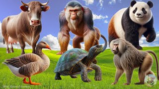 Cute Baby Monkeys: Goose, Cow, Baboon, Turtle, Panda  Familiar Animal Sounds