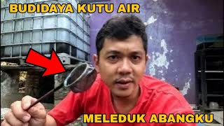 BUDIDAYA KUTU AIR ‼