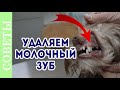 Как удалить молочный зуб у собаки. Смена зубов.