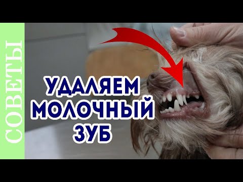 Видео: Как удалить молочный зуб у собаки. Смена зубов.