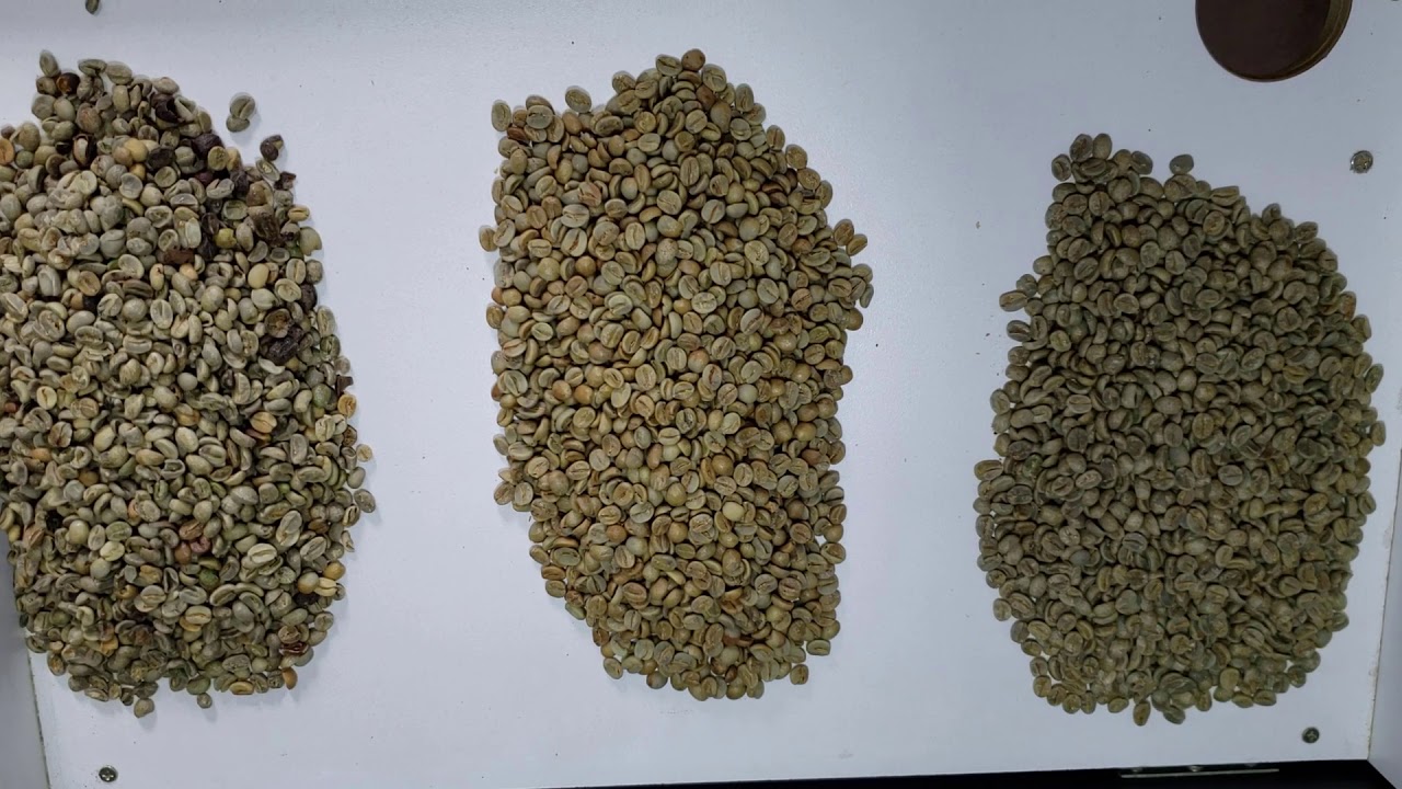 Diferença entre grãos de cafés tradicionais e especiais