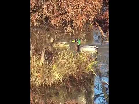 Two ducks swimming