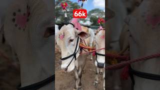 Challisgaon Bohil Bazar Live In