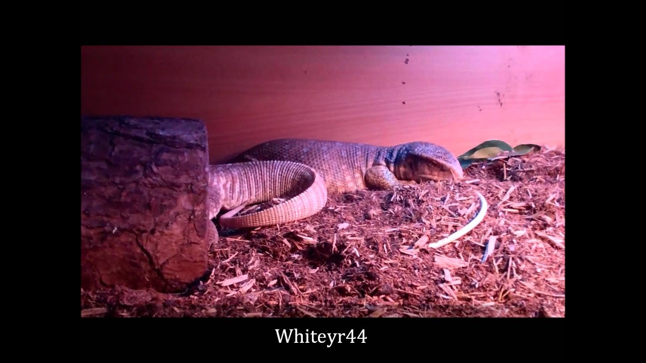 savannah monitor lizard for sale Savannah Monitor Update - Size Increase