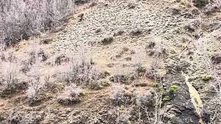 Nje Ndjekje E Bukur Zagar Lepuri Nje Gjueti Me Plot Emocion