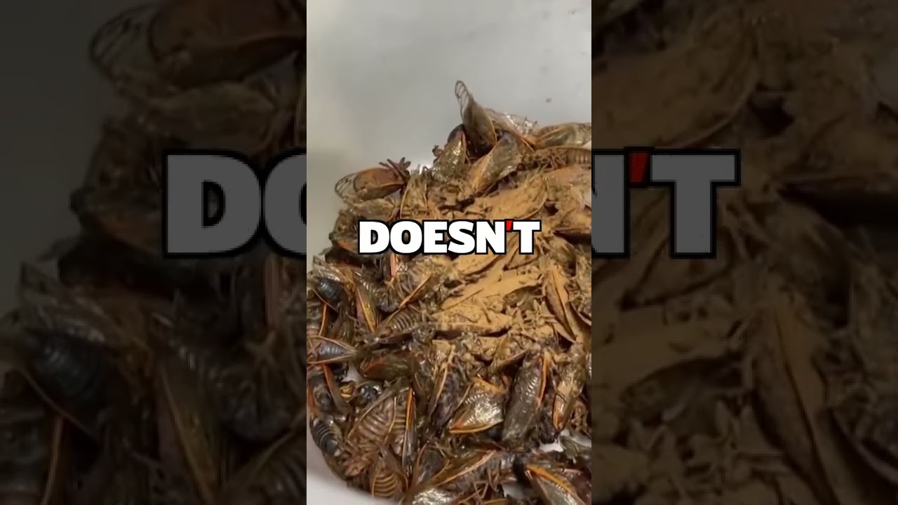 Chocolate Covered Crickets: The ultimate edible insect!