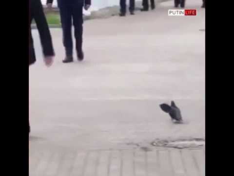 Даже голуби приветствуют по военному Путина........