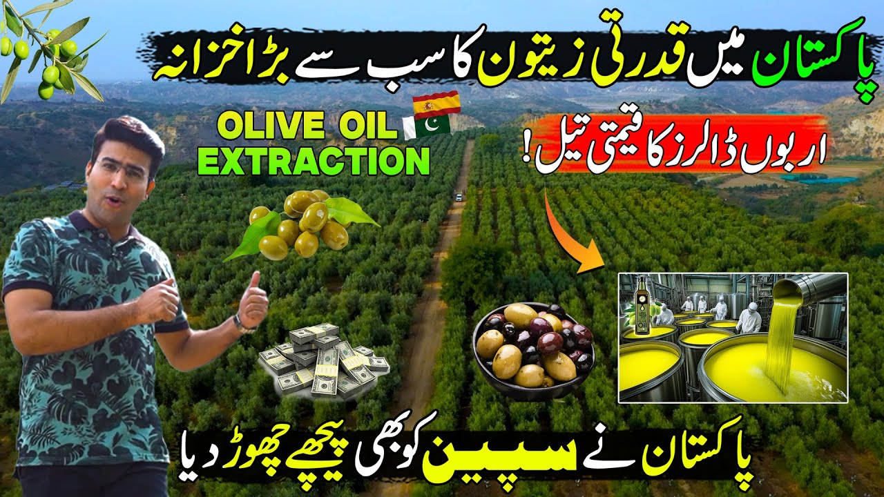 Pakistan’s Billion-Dollar Olive Industry 🌿 | Olive oil Extraction | Olive Farming in Pakistan
