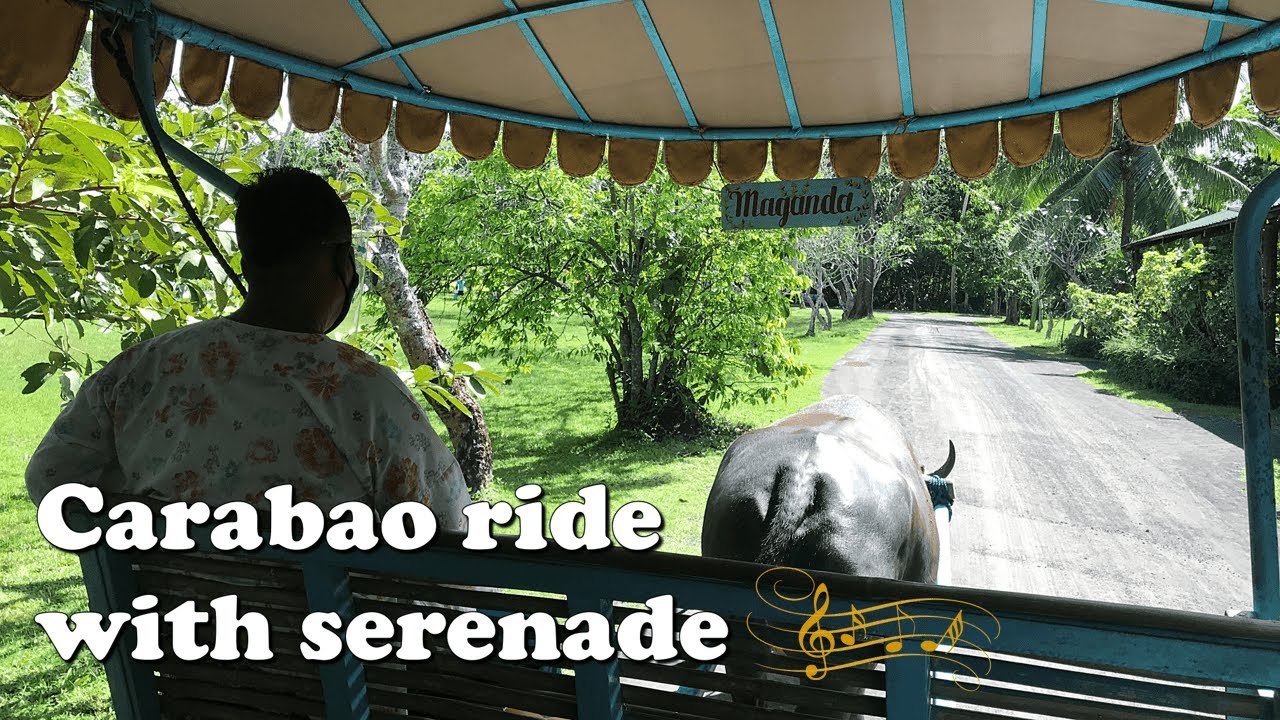 Carabao ride with serenade at Villa Escudero Plantations and Resort ...
