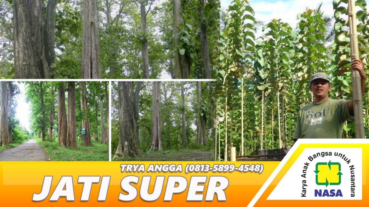 Cara Menanam Pohon Jati Agar Cepat Besar 