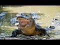 Alligator eats Python 04, Time Lapse Speed 1