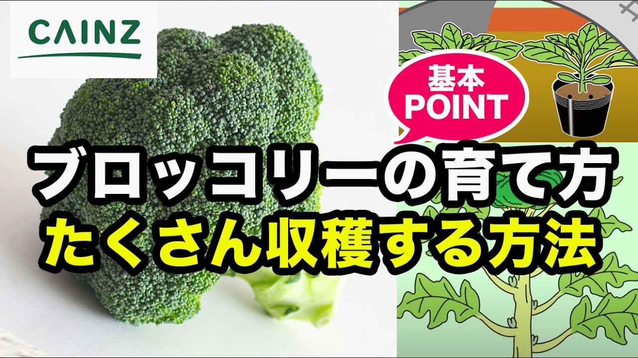 カインズ野菜栽培 ブロッコリーの育て方 立派なブロッコリーを育てよう Youtube
