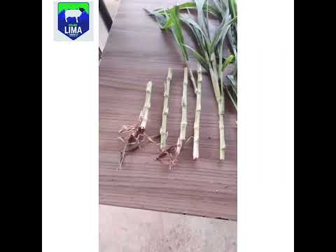 Multiplicar o Brs