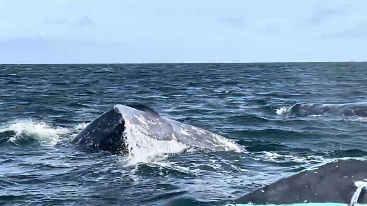 Bootstrap Newsletter - Two adolescent gray whales