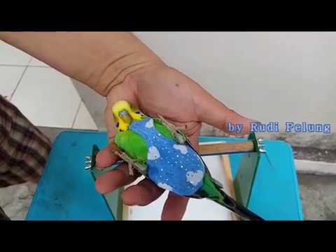 Cara pasang diapers / baju / pamper pada parrot /burung kecil