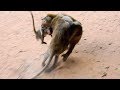 OMG! Big male monkey attacks orphan baby Lizza hard, Caca bites big male monkey to save orphan Lizza