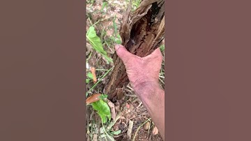 Cây chuối độc lạ nhất Việt nam