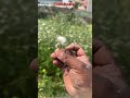 #2025 #nature #shortsviral #ihavethisthingwithplants
