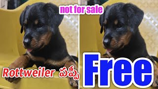 Rottweiler puppy for free not for sale / in telugu /sone one take this puppy  / aj pets