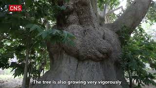 Thousand-year-old sycamore tree thrives in Xinjiang