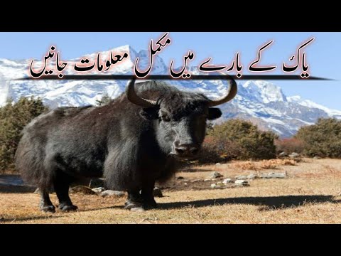 Yak Animal Meaning In Urdu
