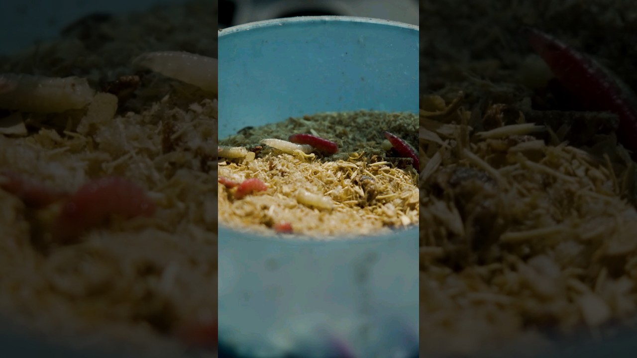 Feeder bait prep 🤗